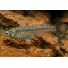 Oryzias latipes orange black - 2.5 - 3 cm