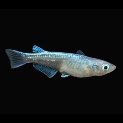Oryzias latipes platinum - 2.5 - 3 cm