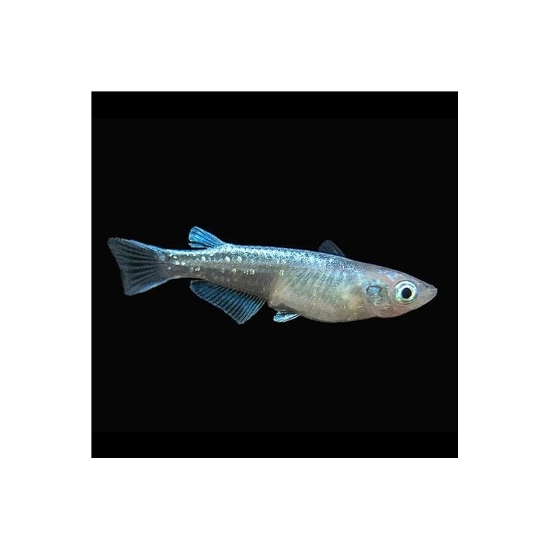 Oryzias latipes platinum - 2.5 - 3 cm