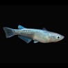 Oryzias latipes platinum - 2.5 - 3 cm