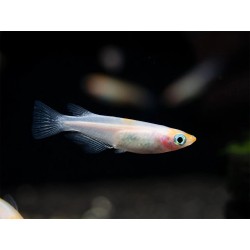 Oryzias latipes red white - 1.5 - 2 cm