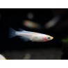 Oryzias latipes red white - 1.5 - 2 cm