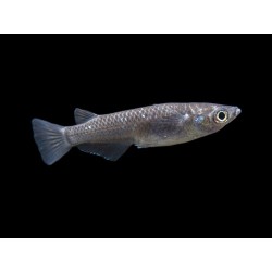 Oryzias latipes white black - 2.5 - 3 cm