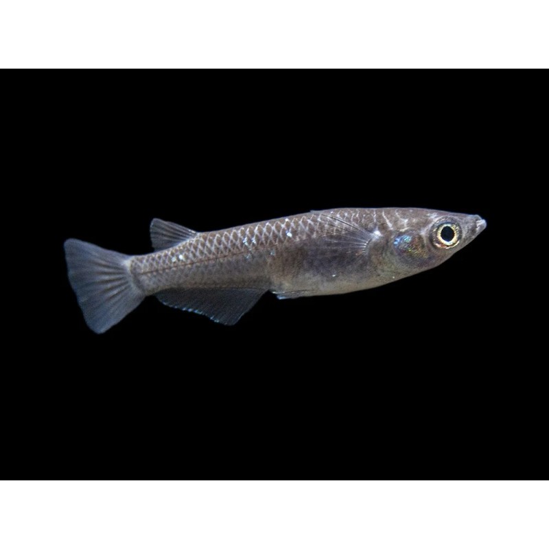 Oryzias latipes white black - 2.5 - 3 cm