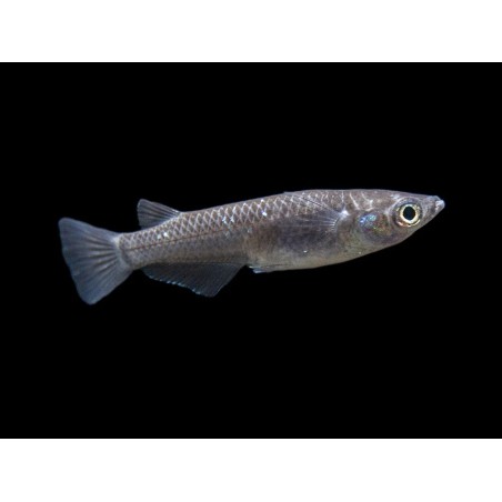 Oryzias latipes white black - 2.5 - 3 cm