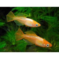 Oryzias latipes white orange - 2.5 - 3 cm