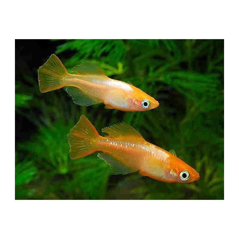 Oryzias latipes white orange - 2.5 - 3 cm