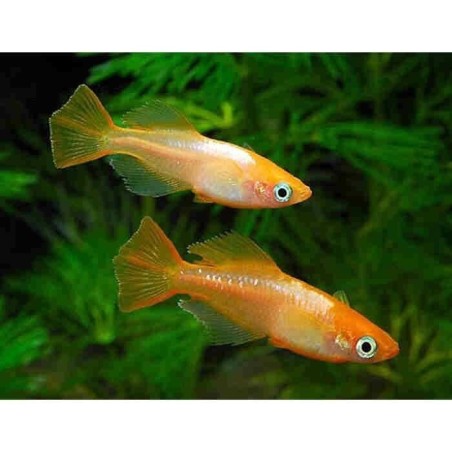 Oryzias latipes white orange - 2.5 - 3 cm