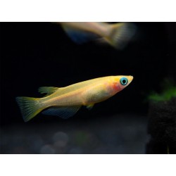 Oryzias latipes youkihi - 1.5 - 2 cm