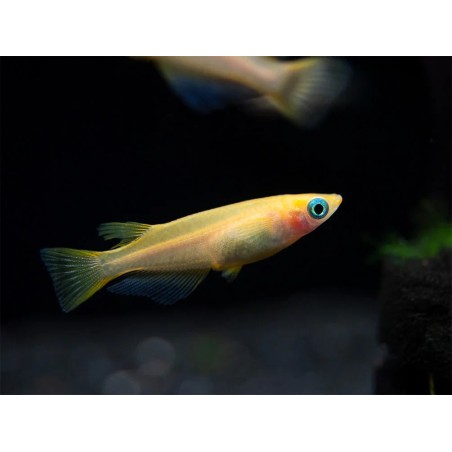 Oryzias latipes youkihi - 1.5 - 2 cm