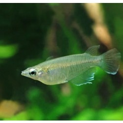 Oryzias melastigma - 1 - 3 cm