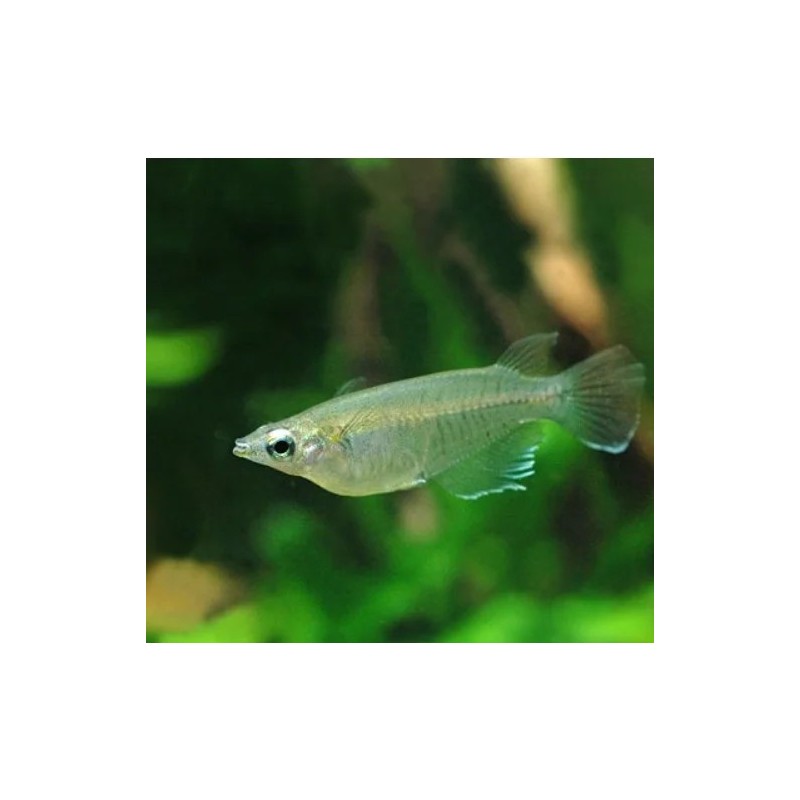 Oryzias melastigma - 1 - 3 cm