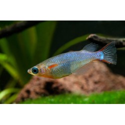 Oryzias woworae - 1 - 2 cm