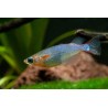 Oryzias woworae - 1 - 2 cm