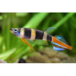 Pseudoepiplatys annulatus - 1 - 1.5  cm