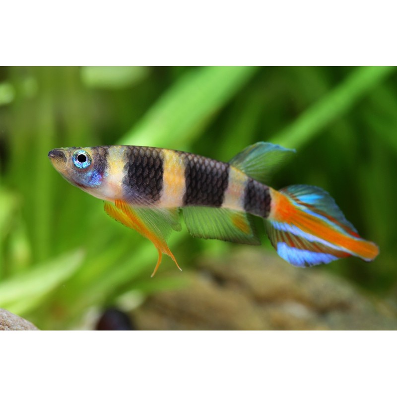 Pseudoepiplatys annulatus - 1 - 1.5  cm