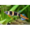 Pseudoepiplatys annulatus - 1 - 1.5  cm