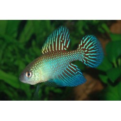 Simpsonichthys fulminantis - 3 - 4 cm