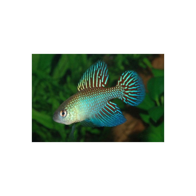 Simpsonichthys fulminantis - 3 - 4 cm