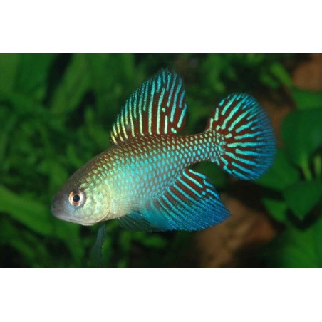 Simpsonichthys fulminantis - 3 - 4 cm
