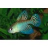 Simpsonichthys fulminantis - 3 - 4 cm