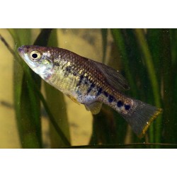 Chapalichthys encaustus - 3 - 4 cm
