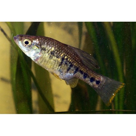 Chapalichthys encaustus - 3 - 4 cm