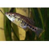 Chapalichthys encaustus - 3 - 4 cm