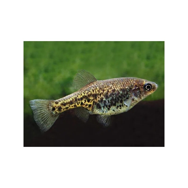Chapalichthys pardalis - 3 - 4 cm