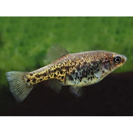 Chapalichthys pardalis - 3 - 4 cm