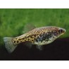 Chapalichthys pardalis - 3 - 4 cm