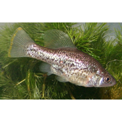 Chapalichthys peraticus - 3 - 4 cm
