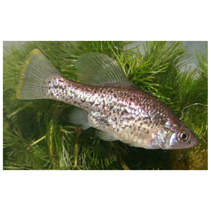 Chapalichthys peraticus - 3 - 4 cm