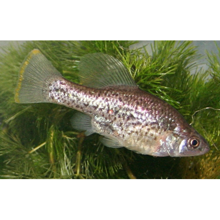 Chapalichthys peraticus - 3 - 4 cm