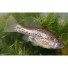 Chapalichthys peraticus - 3 - 4 cm
