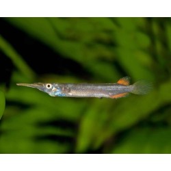Dermogenys pusillus - 3 - 4 cm