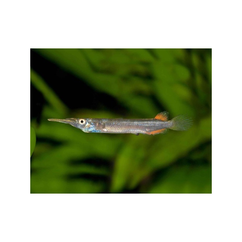 Dermogenys pusillus - 3 - 4 cm