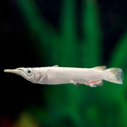 Dermogenys pusillus white - 3 - 4 cm