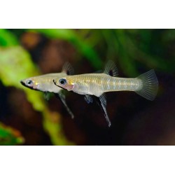 Girardinus metallicus - 3 - 4 cm