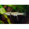Girardinus metallicus - 3 - 4 cm