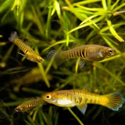 Neoheterandria elegans - 1.5 cm