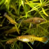 Neoheterandria elegans - 1.5 cm