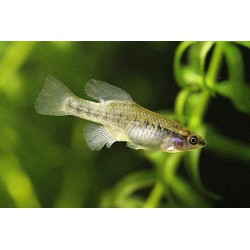 Neotoca bilienata - 2 - 3 cm