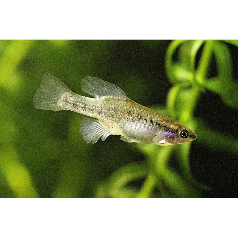 Neotoca bilienata - 2 - 3 cm