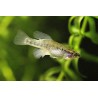 Neotoca bilienata - 2 - 3 cm