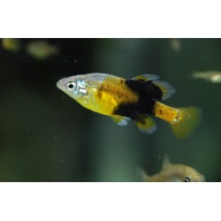 Skiffia multipunctata - 3 cm