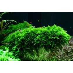 Java moss  vesicularia dubyana