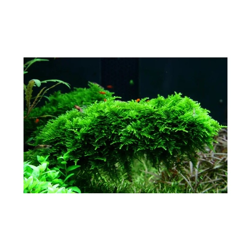Java moss vesicularia dubyana Java moss vesicularia dubyana