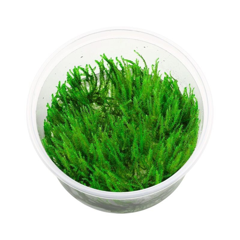 Java moss  vesicularia dubyana
