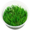 Java moss  vesicularia dubyana